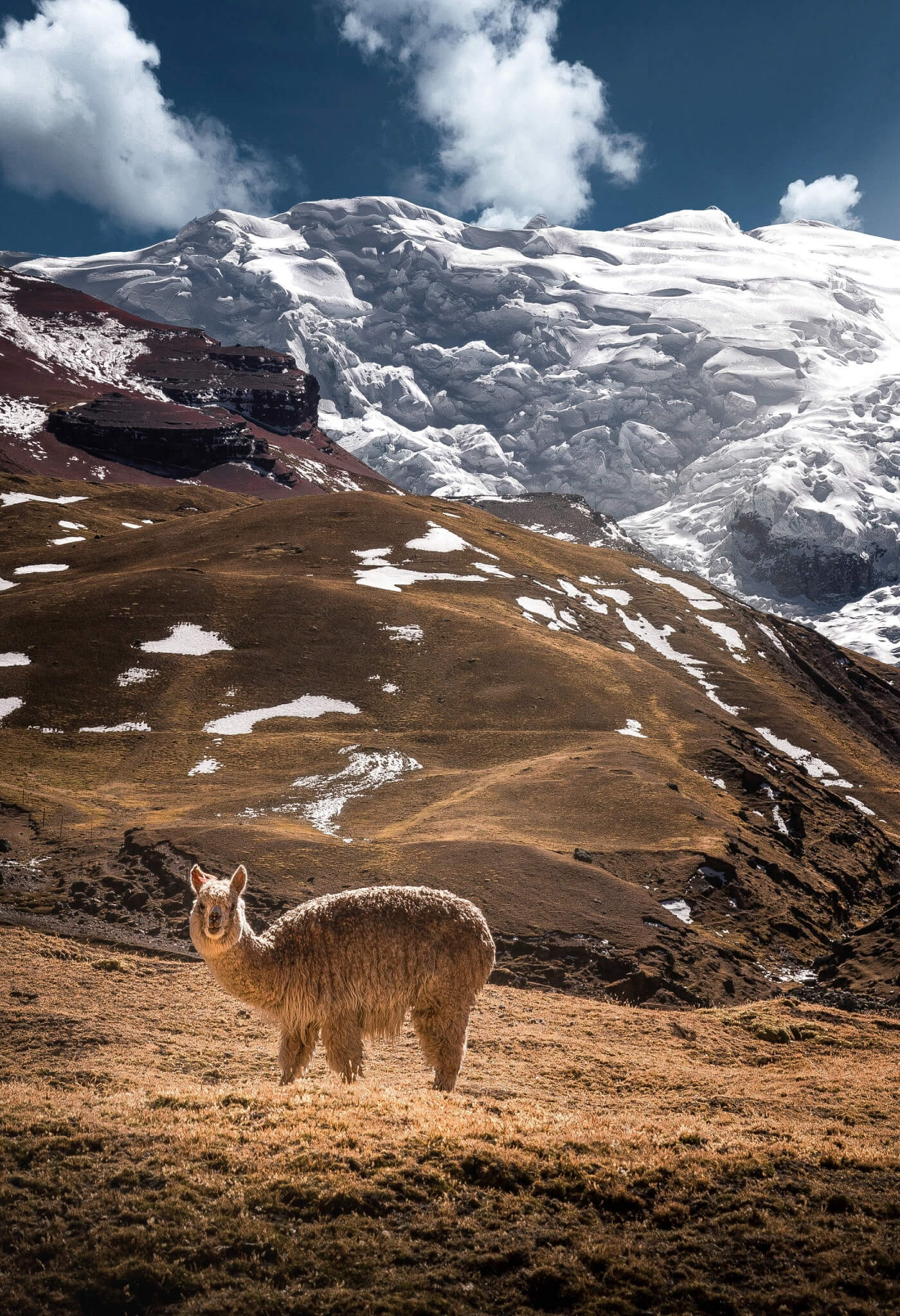 Alpaka mit dichtem Fell im schneebedeckten Andengebirge von Peru