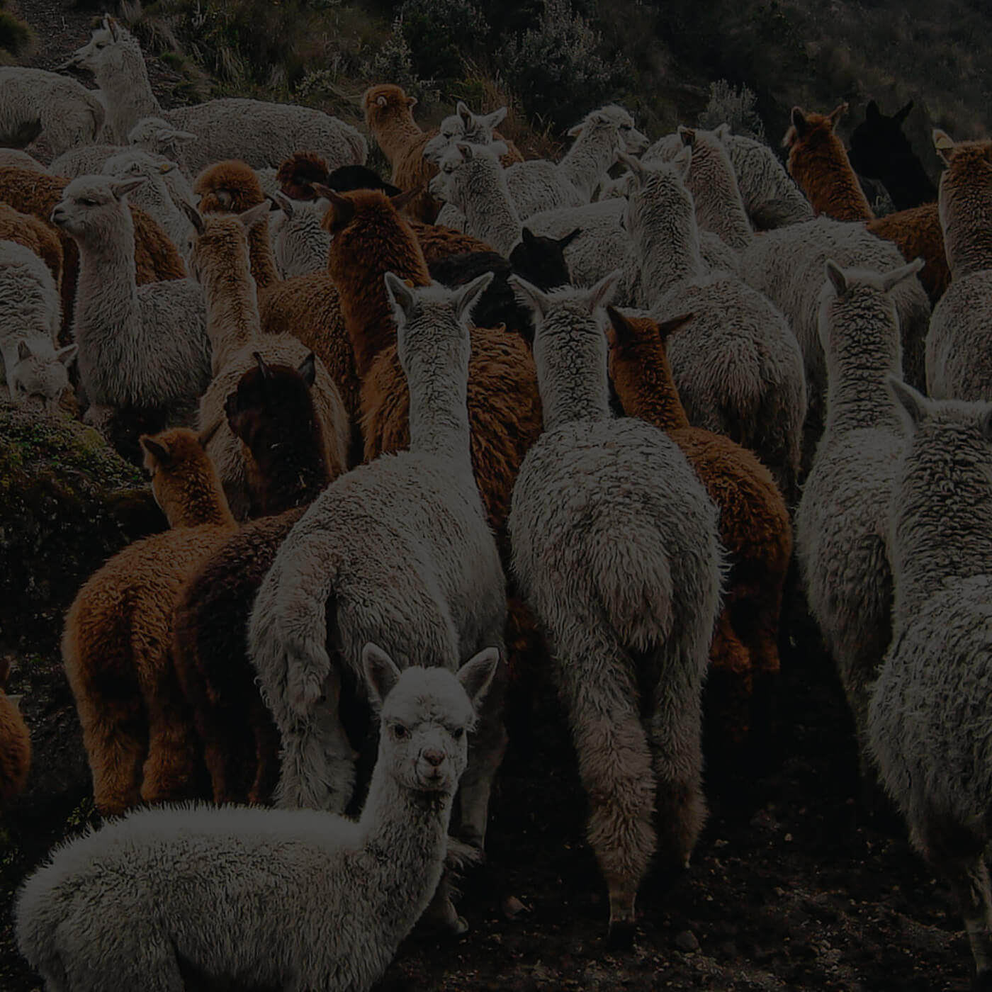 Bunte Alpaka Herde im steinigen Gebirge von Peru