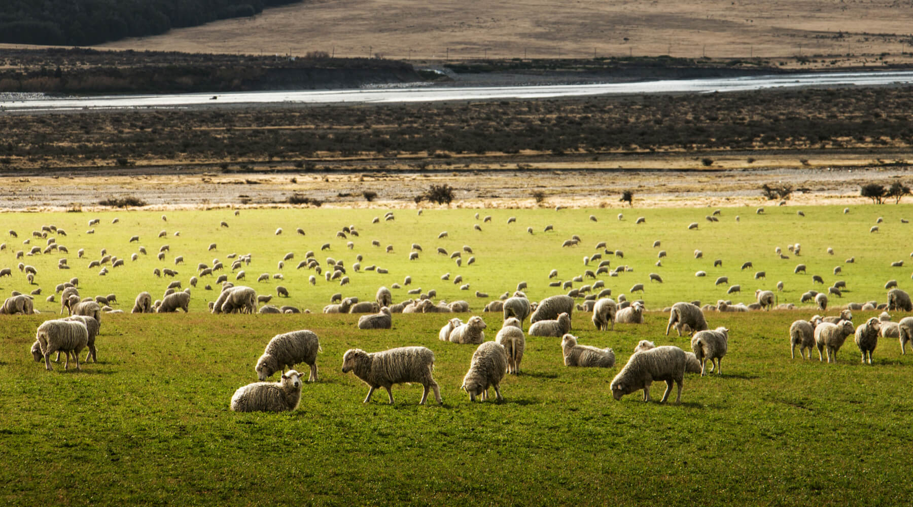 Merino Herde grast in grüner Landschaft