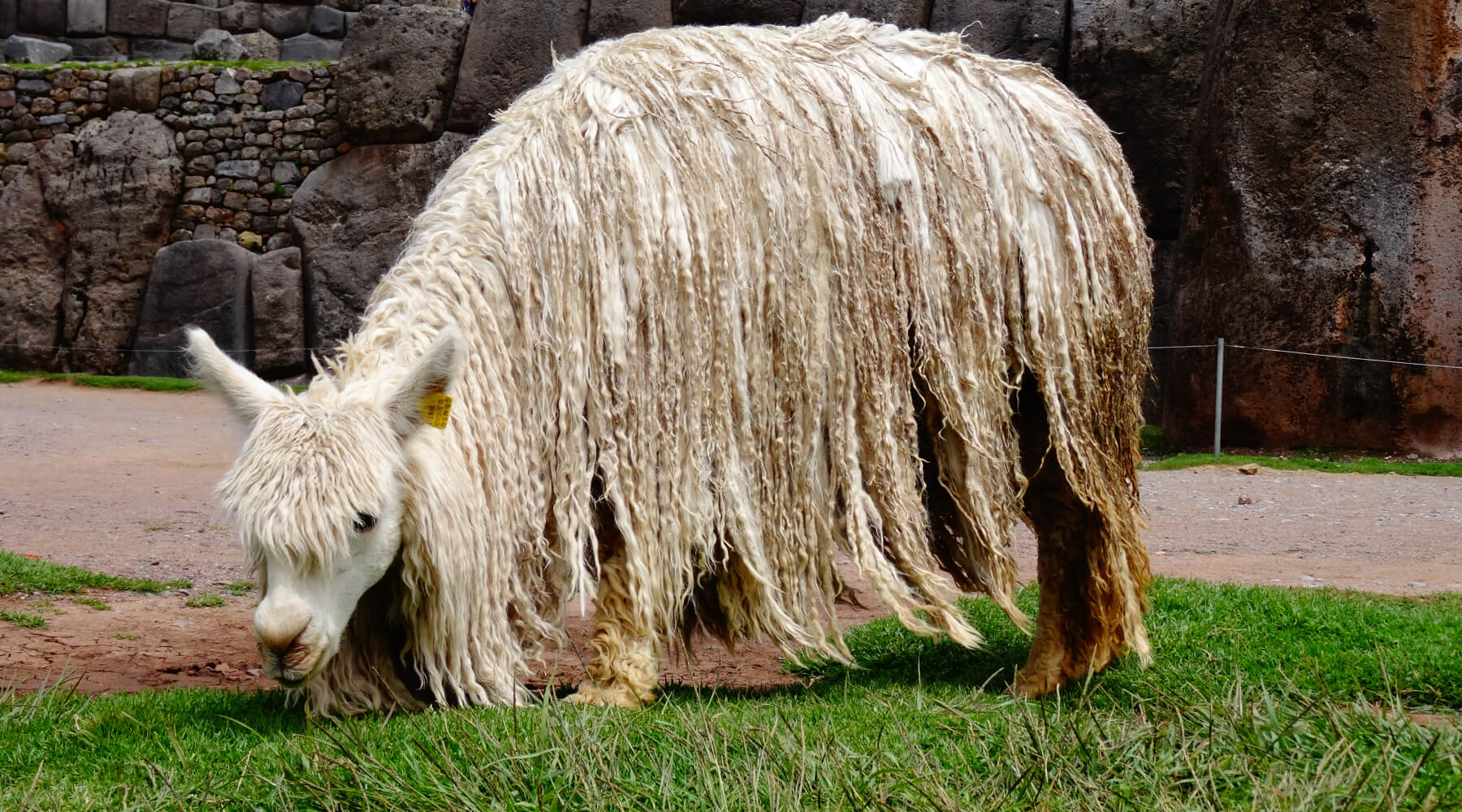 Weißes Suri Alpaka am Grasen in Cusco, Peru